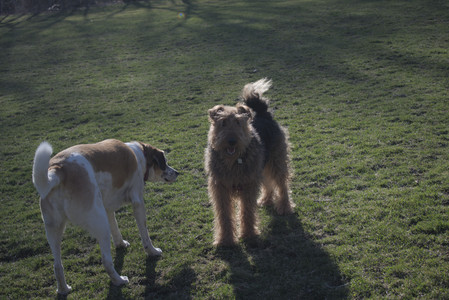 20250401_Macro_DSC_0065 (1)_.jpg