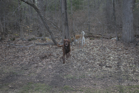 20250402_Dog Park_DSC_0230_.jpg