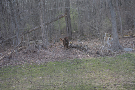 20250402_Dog Park_DSC_0236_.jpg