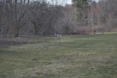 20250402_Dog Park_DSC_0240_.jpg