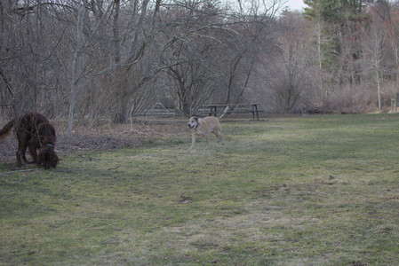 20250402_Dog Park_DSC_0241_.jpg