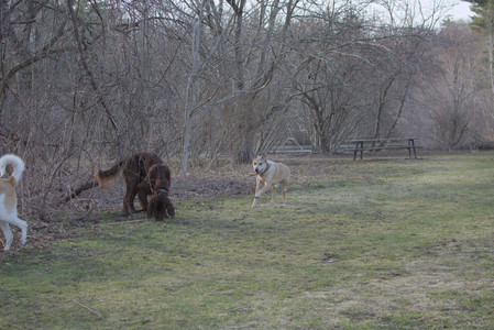 20250402_Dog Park_DSC_0242_.jpg