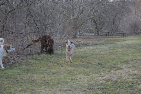 20250402_Dog Park_DSC_0243_.jpg