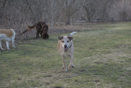 20250402_Dog Park_DSC_0244_.jpg