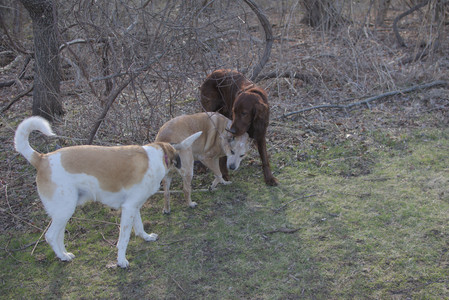 20250402_Dog Park_DSC_0245_.jpg