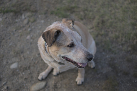 20250402_Dog Park_DSC_0246_.jpg