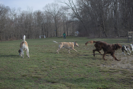 20250402_Dog Park_DSC_0257_.jpg