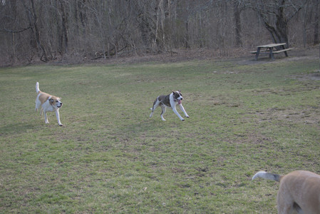 20250402_Dog Park_DSC_0258_.jpg