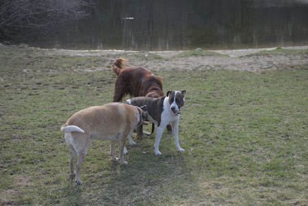 20250402_Dog Park_DSC_0260_.jpg