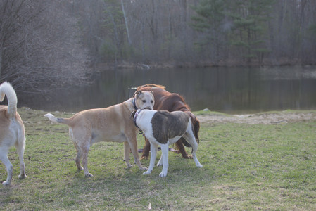 20250402_Dog Park_DSC_0261_.jpg