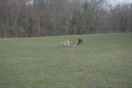 20250402_Dog Park_DSC_0264_.jpg