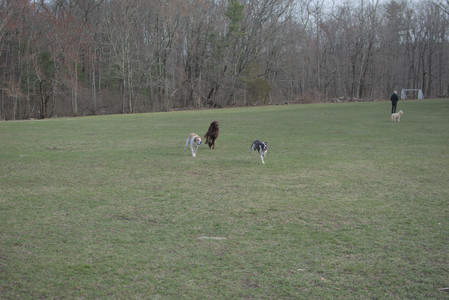 20250402_Dog Park_DSC_0265_.jpg