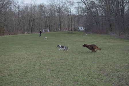 20250402_Dog Park_DSC_0267_.jpg