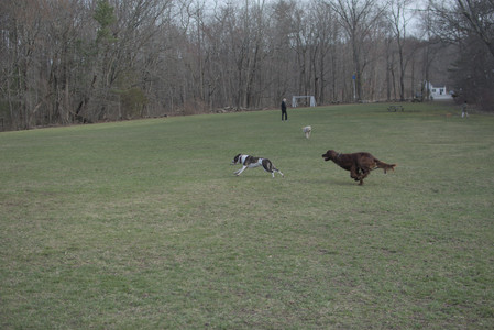 20250402_Dog Park_DSC_0268_.jpg