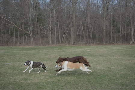 20250402_Dog Park_DSC_0269_.jpg