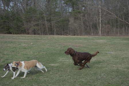 20250402_Dog Park_DSC_0270_.jpg