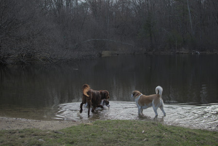 20250402_Dog Park_DSC_0273_.jpg