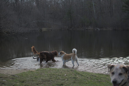 20250402_Dog Park_DSC_0274_.jpg