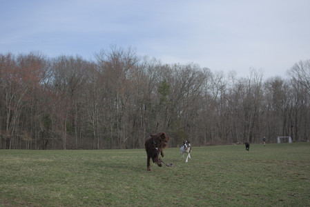 20250402_Dog Park_DSC_0276_.jpg
