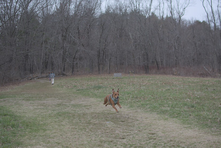 20250402_Dog Park_DSC_0281_.jpg