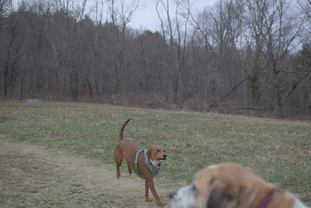 20250402_Dog Park_DSC_0282_.jpg