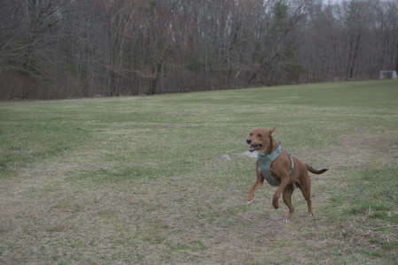 20250402_Dog Park_DSC_0283_.jpg