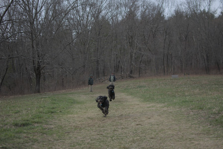 20250402_Dog Park_DSC_0308_.jpg