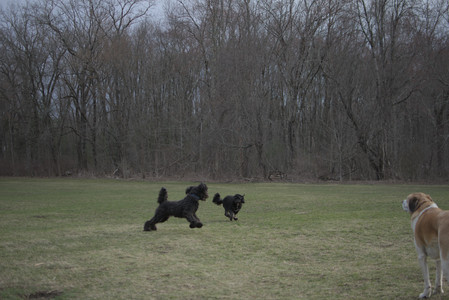 20250402_Dog Park_DSC_0310_.jpg