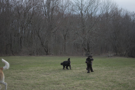 20250402_Dog Park_DSC_0313_.jpg