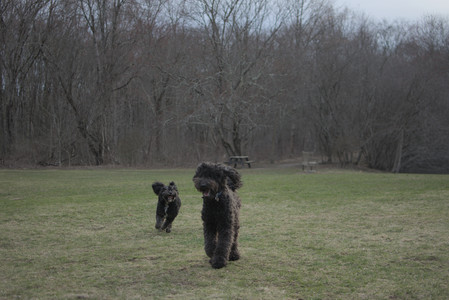 20250402_Dog Park_DSC_0314_.jpg