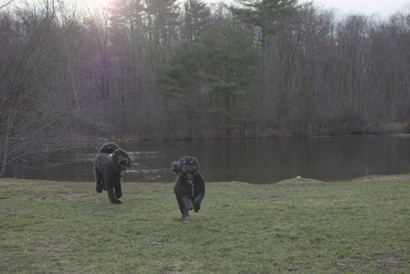 20250402_Dog Park_DSC_0316_.jpg