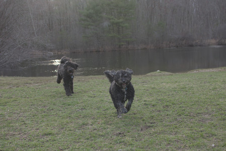 20250402_Dog Park_DSC_0317_.jpg