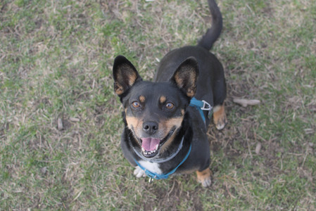 20250402_Dog Park_DSC_0319_.jpg