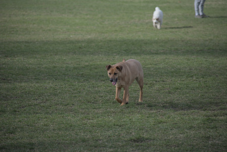 20250404_Macro and Dog Park_DSC_0246_.jpg