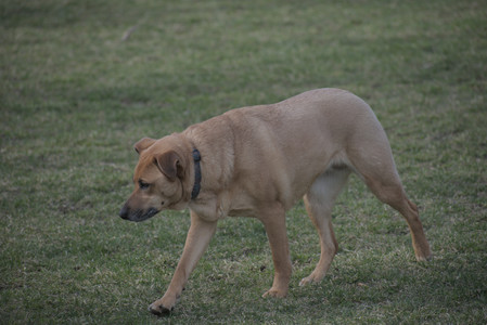 20250404_Macro and Dog Park_DSC_0248_.jpg