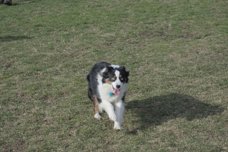 20250404_Macro and Dog Park_DSC_0260_.jpg