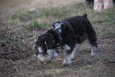 20250404_Macro and Dog Park_DSC_0268_.jpg