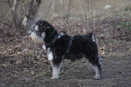 20250404_Macro and Dog Park_DSC_0269_.jpg