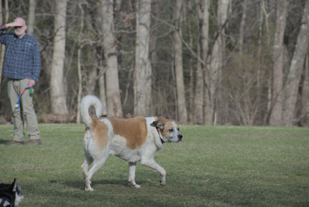 20250404_Macro and Dog Park_DSC_0270_.jpg