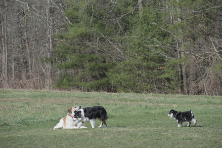 20250404_Macro and Dog Park_DSC_0274_.jpg