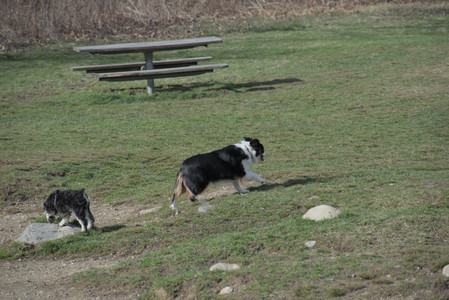 20250404_Macro and Dog Park_DSC_0277_.jpg