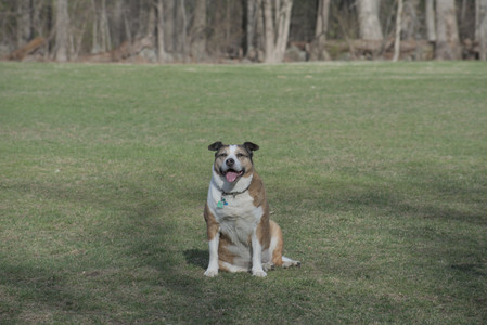 20250404_Macro and Dog Park_DSC_0280_.jpg