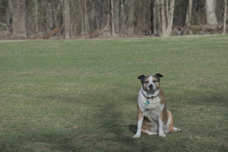 20250404_Macro and Dog Park_DSC_0281_.jpg
