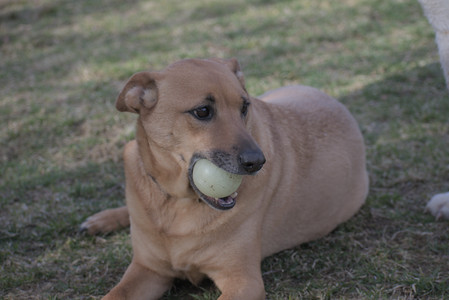 20250404_Macro and Dog Park_DSC_0284_.jpg