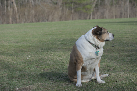 20250404_Macro and Dog Park_DSC_0288_.jpg
