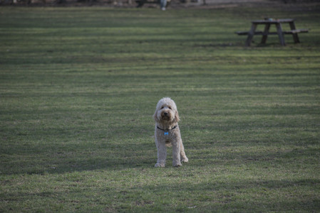20250404_Macro and Dog Park_DSC_0305_.jpg