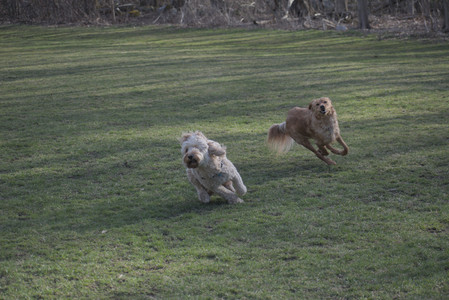 20250404_Macro and Dog Park_DSC_0307_.jpg