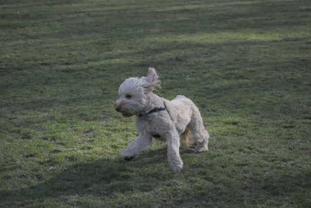 20250404_Macro and Dog Park_DSC_0308_.jpg