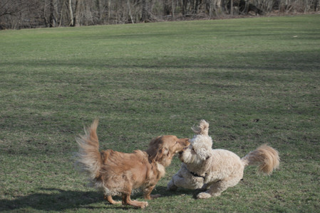 20250404_Macro and Dog Park_DSC_0309_.jpg