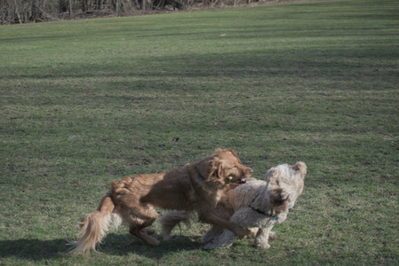 20250404_Macro and Dog Park_DSC_0310_.jpg